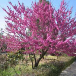 Judino drvo (cercis siliquastrum) ukrasni grmovi i drveće