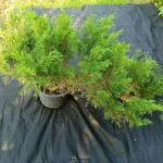 Juniperus Horizontalis - Pokrivać tla