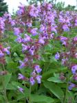 Kadulja / Salvia Officinalis / SADNICE