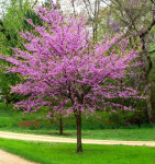 Kanadsko judino drvo - cercis canadensis*ukrasni grmovi i drveće*