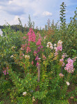 Kineski jorgovan (lagerstroemia indica) - sadnica UKRASNI GRMOVI