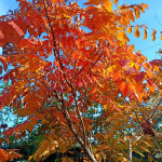 Koelreuteria paniculata - sadnice