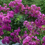 Lagerstroemia Purple Magic / Indijski jorgovan / SADNICE-Dvogodišnje