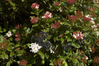 Lemprika, viburnum