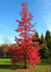 Likvidambar -sadnica (Liquidambar styraciflua)*ukrasni grmovi i drveće