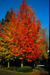 Liquidambar Styraciflua