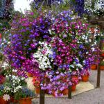 Lobelia / Sjeme