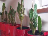 Mali kaktusi opuntia - idealni kao poklon (visina 20-30 cm)
