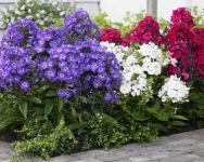 Phlox mix / Sjeme