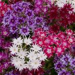 Phlox Twinkle mix / Sjeme