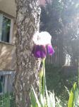 Sadnice perunike (iris), 4 eura/kom