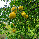 Sibirski limun Poncirus trifoliata sadnice