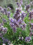 Sjeme Lavanda - Lavandula angustifolia (Blue Scent), paketić = 15 kn