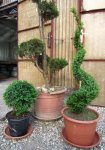 spiralni topiary kugla stožac likovi životinja