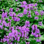 Stachys Macrantha / SADNICE