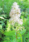 Suručica bijela, spirea alba, sadnice