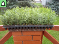 THUJA SMARAGD 1,35 HRK / 0,18 EUR