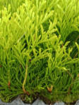 THUJA SMARAGD GOLD 1,60 HRK / 0,21 EUR