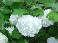 viburnum sadnice