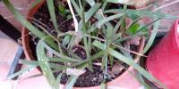 Washingtonia filifera - sadnica palme -1 sadnica