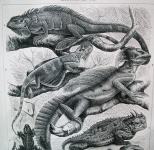 LITOGRAFIJA - GUŠTERI SALAMANDER ZOOLOGIJA GMAZOVI REPTILI 1889