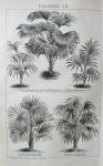 LITOGRAFIJA - PHONIX PALME DRVEČE BOTANIKA FLORA HORTIKULTURA 1889