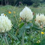 Egipatska djetelina(Trifolium alexandrinum)sjeme