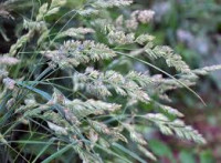 Klupčasta oštrica(Dactylis glomerata),sjeme