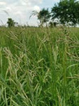 Livadna vlasulja(Festuca pratensis)sjeme