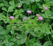 Perzijska djetelina(Trifolium resupinatum)