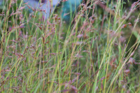 Vlasulja nacrvena(Festuca rubra),sjeme