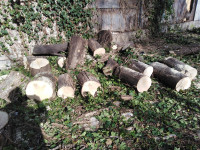 drva za ogrijev izuzetno kalorična s dostavom kupcu prodajem