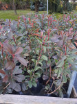 PHOTINIA RED ROBIN