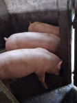 Prodajem dvije svinje za klanje - 3,50 €/kg
