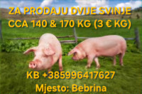 Svinje za klanje