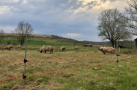 ZAŠTITITE svoje ŽIVOTINJE, USJEV ILI DVORIŠTE s Električnim pastirom !