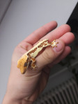 Crested gecko