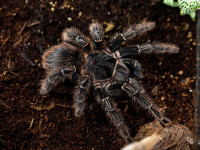 Mlada tarantula Lasiodora parahybana