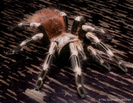 Mlada tarantula Nhandu chromatus