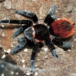 Mlada tarantula Tiltocatl vagans