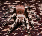 Nhandu chromatus / mlada Tarantula / sling