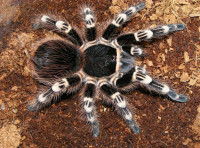 Tarantula Acanthoscurria geniculata / mlada Whiteknee Tarantula