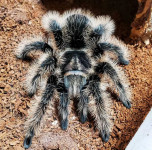 Tarantula Tiltocatl alboliposum nicaragua