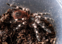 TARANTULE / SLINGOVI / 2+1 GRATIS