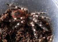 TARANTULE / SLINGOVI / VIŠE VRSTA / 2 + 1 GRATIS