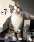 MIA