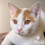 MOKI