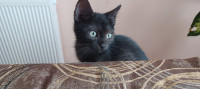 Negro, mačić oko 8 mjeseci star dom traži