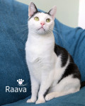 RAAVA