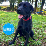 Apollo, divni cane corso mix traži spas iz azila